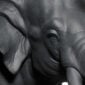 Nymphenburg Elephant Black Bisque Close Up Of Eye
