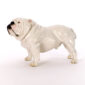 Nymphenburg English Bulldog on Backdrop