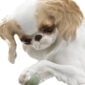 Nymphenburg Japanese Chin Dog Close Up