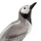 Nymphenburg Water Wagtail Bird Painted Close Up