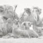 Nymphenburg Porcelain White Bisque animals