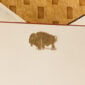 The Printery Buffalo Note Cards