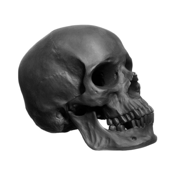 Nymphenburg Skull Large in Black Bisque