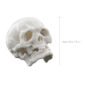 Nymphenburg Skull Small Ivory Glazed Size