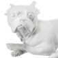 Nymphenburg French Bulldog Close Up