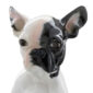 Nymphenburg French Bulldog Puppy Close Up