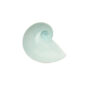 Nymphenburg Moon Snail Bowl Celadon Small