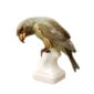 Nymphenburg Porcelain Crossbill Bird Figurine Painted