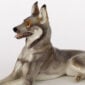 Nymphenburg Porcelain German Shepherd Close Up