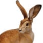 Nymphenburg Porcelain Hare Painted Close Up