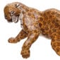 Nymphenburg Porcelain Leopard Zola Close Up