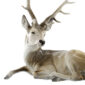 Nymphenburg Porcelain Lying Stag Painted Close Up