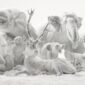 Nymphenburg Porcelain White Bisque Animals