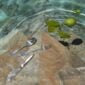 Puiforcat Moliere Collection in Pool