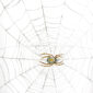 Lobmeyr Tumbler with Spider's Web at Kneen & Co. Designer Glassware