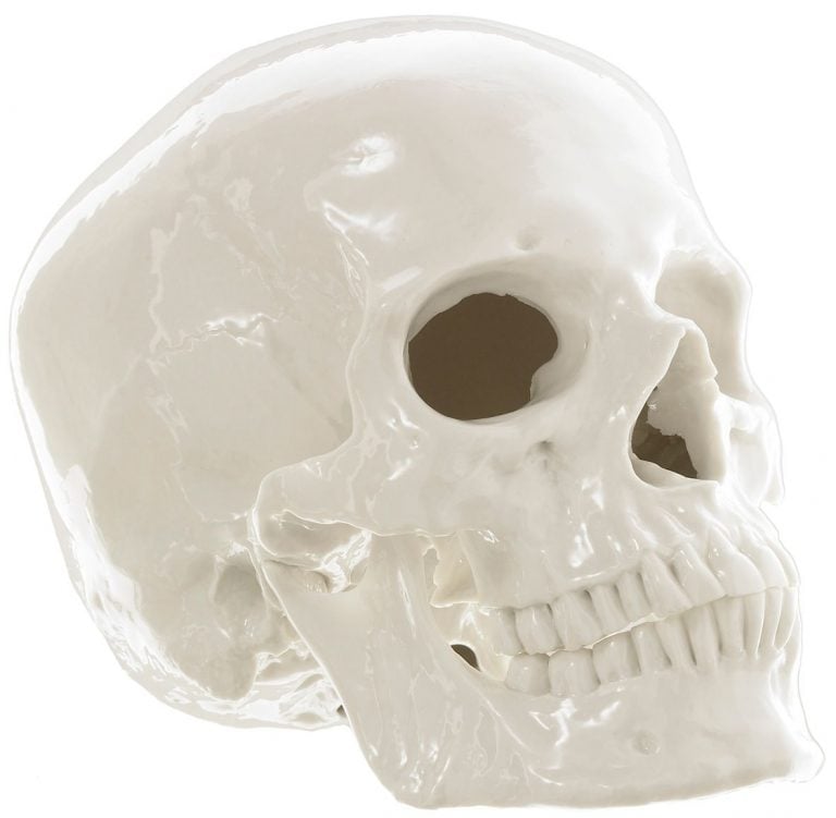 Nymphenburg Skull Large Ivory Glazed