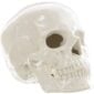 Nymphenburg Skull Large Ivory Glazed