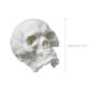 Nymphenburg Skull Small in White Bisque Size