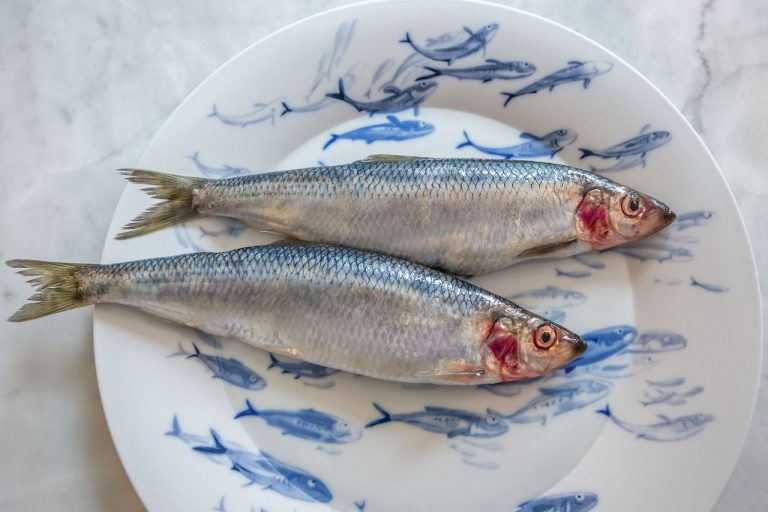 herring fish 皿 Hering Berlin Ocean Dinnerware | Available at Kneen & Co