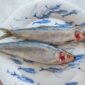 Hering Berlin Ocean Dinnerware Image