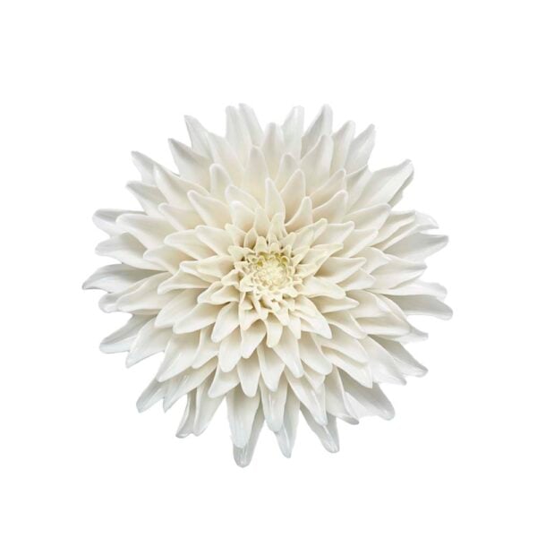 Nymphenburg Table Flowers: Chrysanthemum Painted