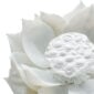 Nymphenburg Table Flowers: Lotus Close Up