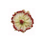 Nymphenburg Table Flowers: Passion Flower Painted