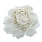 Nymphenburg Table Flowers: Peony No. 1943