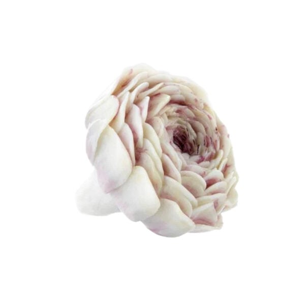 Nymphenburg Table Flowers: Peony Painted Nymphenburg Table Flowers: Peony Painted