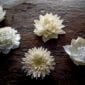 Nymphenburg Table Flowers: New Group