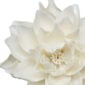 Nymphenburg Table Flowers: Water Lily Rich Detail View