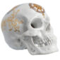 Nymphenburg Memento Mori Skull 2015 Voyage Front