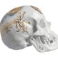 Nymphenburg Memento Mori Skull 2015 Voyage Side