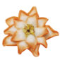 Nymphenburg Table Flowers: Cactus Flower Painted Close Up