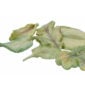 Nymphenburg Table Flowers: Leaf Set Painted Detail View