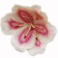 Nymphenburg Table Flowers: Magnolia Painted Close Up