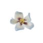 Nymphenburg Table Flowers: Pansy Painted