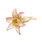Nymphenburg Table Flowers: Starflower Painted
