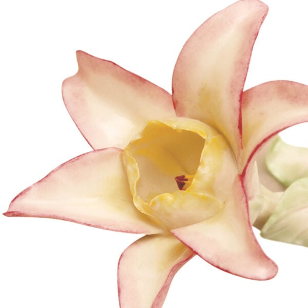 Nymphenburg Table Flowers: Starflower Painted Detail View Nymphenburg Table Flowers: Starflower Painted Detail View