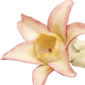 Nymphenburg Table Flowers: Starflower Painted Detail View