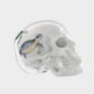 Nymphenburg Turtle Skull