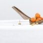 Mirabel Slabbinck Canina Table Cloths
