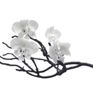 Nymphenburg Orchid Branch with 4 Flowers Nymphenburg Orchid Branch with 4 Flowers