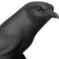 Nymphenburg Shrike Bird Black Bisque Detail View