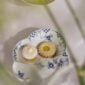 RC-IconicPatterns-BlueElements-Dish-19cm-1200w-100KB