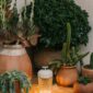 Saint-Louis Folia Portable Lamp White Wood and Crystal set in garden amongst cactus | Kneen & Co
