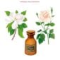 Baobab The Women Candle scent illustration | Kneen & Co