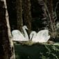 Lalique Swan Head Down & Swan Head Up Sculptures Clear set on table in garden | Kneen & Co