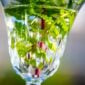 Saint-Louis Crystal Stella Water Glass | Kneen & Co